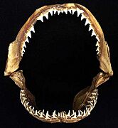 Carcharhinus melanopterus jaws