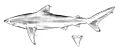Carcharhinus obscurus drawing