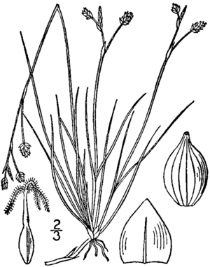 Carex eburnea BB-1913