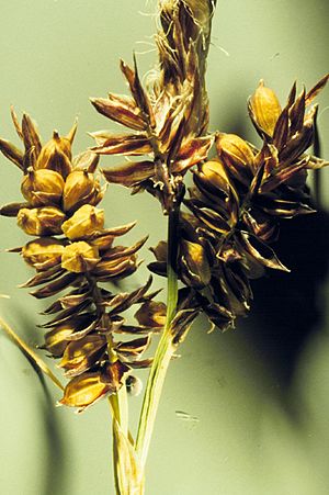 Carex raynoldsii.jpg