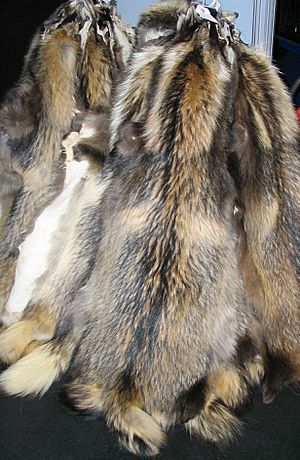 Chinese raccoon fur skins