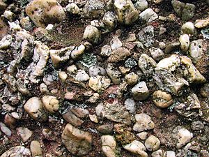 Conglomerate rock called puddingstone. - geograph.org.uk - 480555