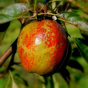 Cornish Aromatic apple.JPG