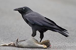 heavy-set black bird eating mangled animal corpse on road