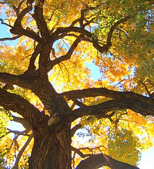 CottonwoodFall
