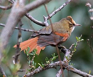 Creamy-crestedSpinetail2