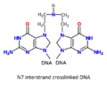 Cross-linked DNA by nitrogen mustard