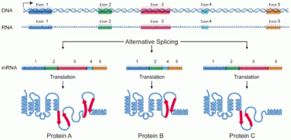 DNA alternative splicing