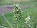 Dactylis glomerata bluete2