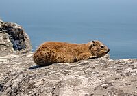 Dassie 2