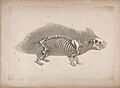 Die vergleichende Osteologie (1821) Hystrix cristata