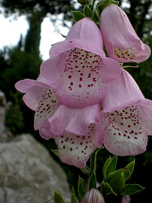 Digitalis minor 2c