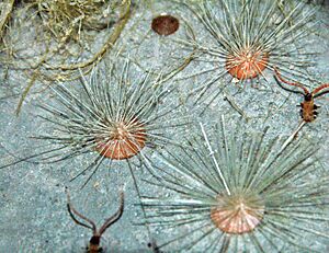 Diorama of the Burgess Shale Biota (Middle Cambrian) - Choia sponges, annelid worms