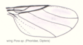 Dip-phoridae-phora-wing