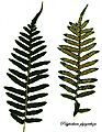 E20161117-0001—Polypodium glycyrrhiza—RPBG (31112849815)
