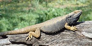 Eastern Bearded Dragon, Majura, ACT 2609, Australia imported from iNaturalist photo 67070853 (cropped).jpg
