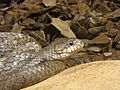 Elaphe obsoleta spiloides Tropicario
