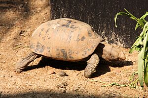 Elongated Tortoise (Indotestudo elongata) - Thailand 1.jpg