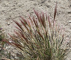Elymus elymoides squirrel-tail grass clump early-red