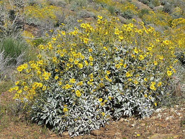 Encelia farinosa form
