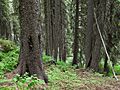 Engelmann spruce below Boulder Pond Payette NF