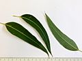 Eucalyptus brookeriana - adult leaves