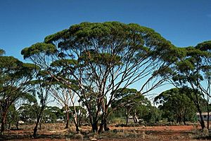 Eucalyptus myriadena.jpg