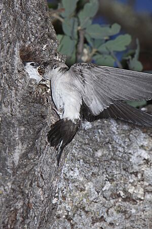 Female Violet green Swallow (Tachycineta thalassina) feeding chick - 1