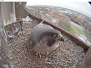 Female peregrine falcon on Derby Cathedral