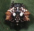 Gasteracantha.mammosa.female.2.-.tanikawa