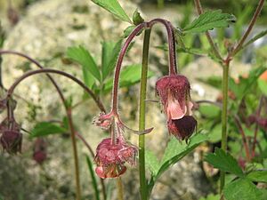Geum rivale flowers