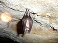 Grand Rhinolophe