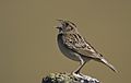 Grasshopper Sparrow (Ammodramus savannarum) (2862896572)