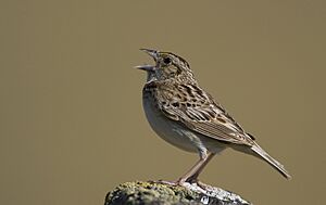 Grasshopper Sparrow (Ammodramus savannarum) (2862896572)