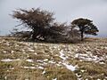 Great Mell Fell - trees