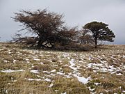 Great Mell Fell - trees
