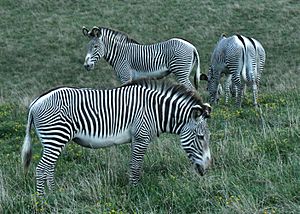 Grevy's zebra group