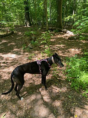 Greyhound Walking In Timber Creek Dog Park