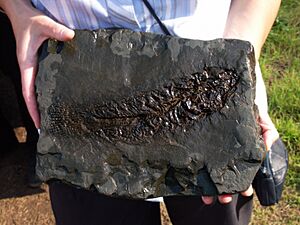 Grube Messel Fossil 2005-09-24