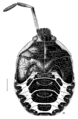 HEMI Pentatomidae Cermatulus nasalis nasalis last instar