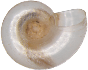 Hauffenia from Slovakia shell 3