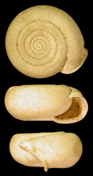 Helicodonta obvoluta