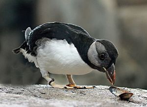 Horned Puffin  Audubon Field Guide