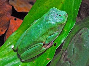 Hylidae - Callimedusa ecuatoriana.JPG