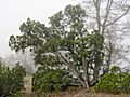 Juniperus californica Mount Diablo