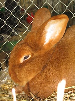 Kaninchen1