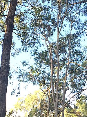 Koala in Coombabah Lake Conservation Park