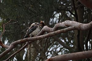 Laughing kookaburra snatch