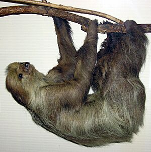 Linnaeuss.two-toed.sloth.arp