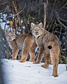 Lynx mom with cub